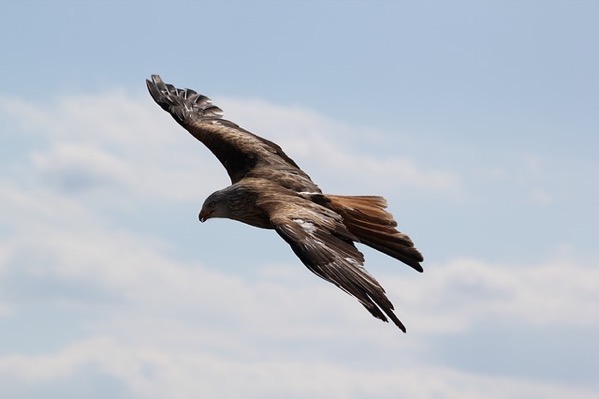 Eagle 54e1d24643 640