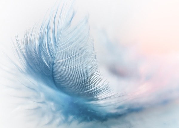 Feather 55e0d44342 640