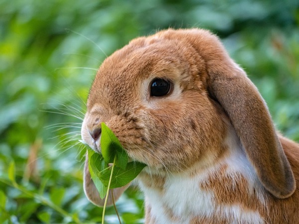 Hare 52e3d24643 640